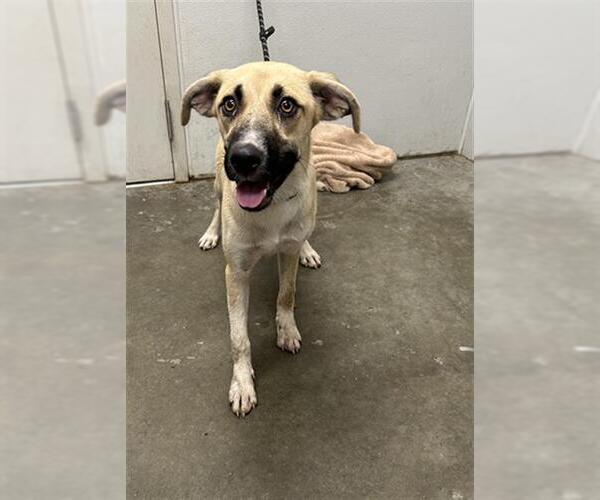 Medium Photo #1 Black Mouth Cur-German Shepherd Dog Mix Puppy For Sale in Rosenberg, TX, USA