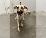 Small Black Mouth Cur-German Shepherd Dog Mix