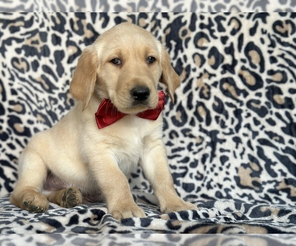 Medium Photo #3 Golden Labrador Puppy For Sale in LANCASTER, PA, USA