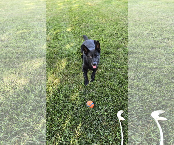 Medium Photo #11 German Shepherd Dog Puppy For Sale in Centreville, VA, USA