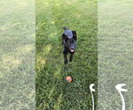 Small #10 German Shepherd Dog