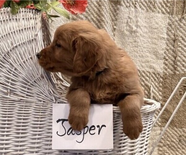 Medium Photo #4 Golden Retriever Puppy For Sale in OWEN, WI, USA