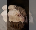 Small Photo #30 French Bulldog Puppy For Sale in BONE CAVE, TN, USA