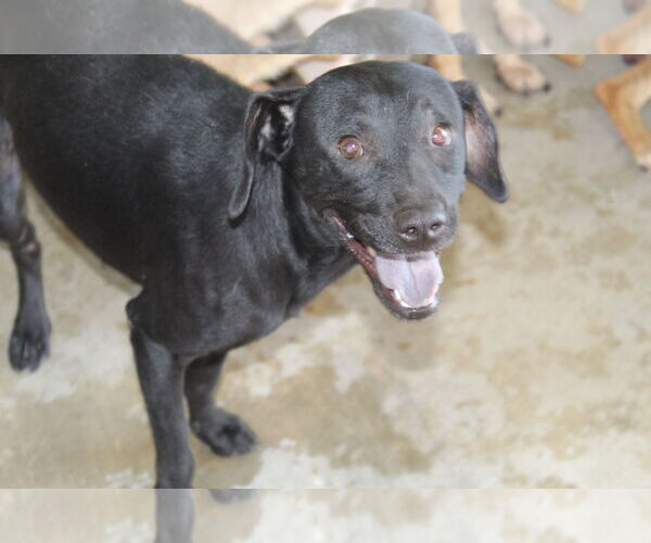 Medium Photo #2 Colonial Cocker Spaniel-Unknown Mix Puppy For Sale in El Centro, CA, USA