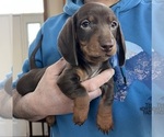 Puppy Puppy 3 Dachshund