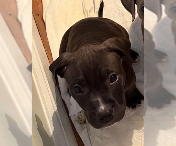 Medium Photo #2 Mutt Puppy For Sale in Walnutport, PA, USA