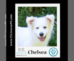 Small Photo #7 Great Pyrenees Puppy For Sale in Kimberton, PA, USA