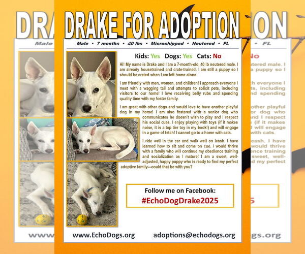 Medium Photo #4 Unknown-white german shepherd Mix Puppy For Sale in Hoffman Estates, IL, USA