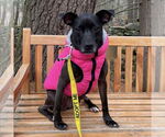 Small #32 American Pit Bull Terrier-Labrador Retriever Mix