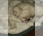 Small #1 Pekingese