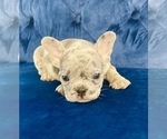 Small Photo #59 French Bulldog Puppy For Sale in TUCSON, AZ, USA