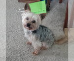 Small #1 Mutt