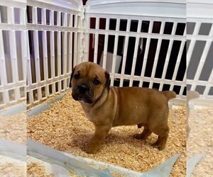 Boerboel Puppy for sale in GREENWOOD, MO, USA