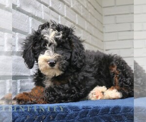 Bernedoodle (Miniature) Puppy for sale in NARVON, PA, USA