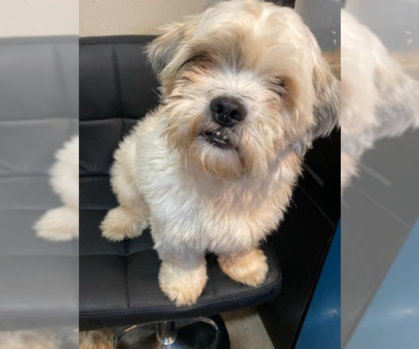 Medium Photo #3 Lhasa Apso-Unknown Mix Puppy For Sale in Cranston, RI, USA