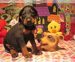 Small #3 Doberman Pinscher