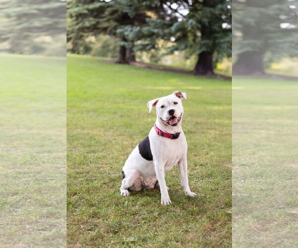 Medium Photo #8 American Pit Bull Terrier-Unknown Mix Puppy For Sale in Crete, IL, USA