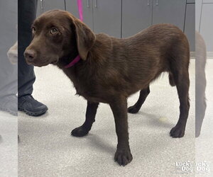Labrador Retriever-Unknown Mix Dogs for adoption in Washington, DC, USA