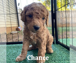 Puppy Chance Goldendoodle (Miniature)