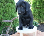 Small Photo #3 Labrador Retriever Puppy For Sale in HONEY BROOK, PA, USA