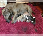 Small Photo #1 American Bully Puppy For Sale in HOUSTON, TX, USA