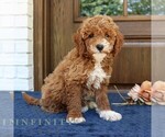 Small #2 Goldendoodle (Miniature)