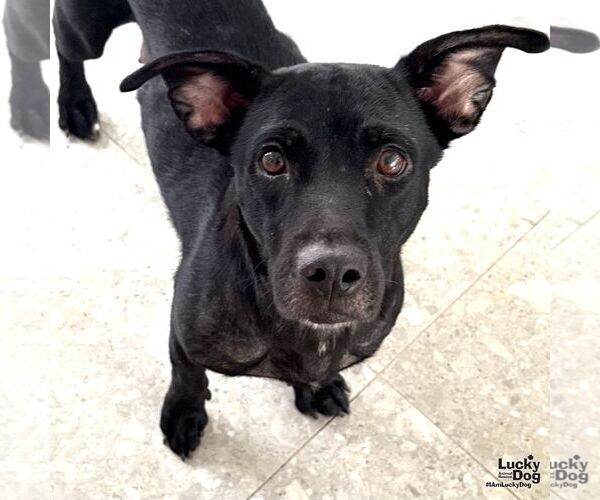 Medium Photo #1 Chihuahua-Unknown Mix Puppy For Sale in Washington, DC, USA