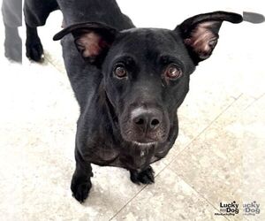 Chihuahua-Unknown Mix Dogs for adoption in Washington, DC, USA