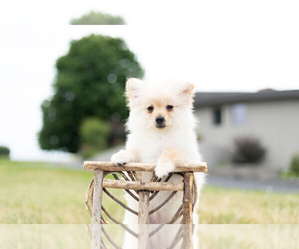 Medium Photo #2 Pomeranian Puppy For Sale in WARSAW, IN, USA