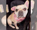 Small #3 French Bulldog