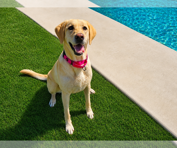 Medium Photo #1 Labrador Retriever Puppy For Sale in Clovis, CA, USA