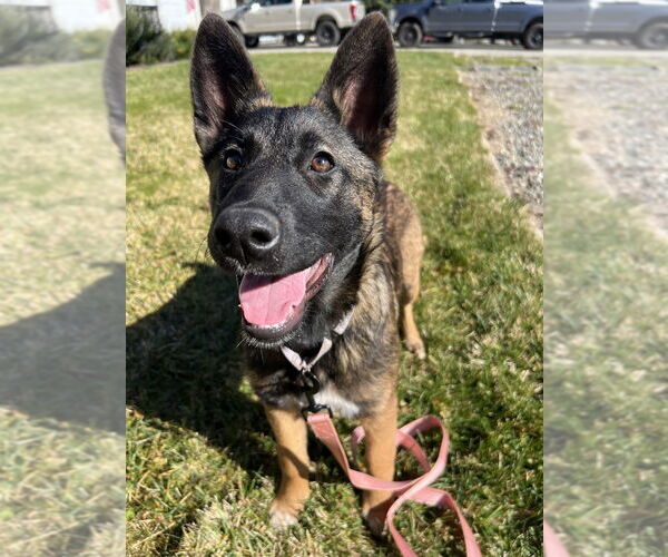 Medium Photo #3 German Shepherd Dog-Unknown Mix Puppy For Sale in Imlay City, MI, USA