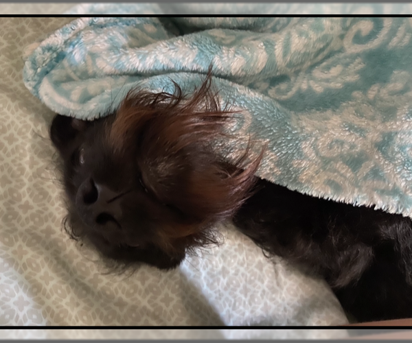 Medium Photo #6 Mutt Puppy For Sale in Escondido, CA, USA