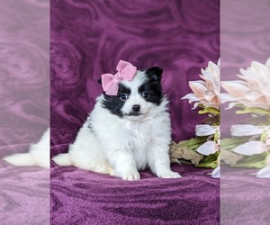Chiranian Puppy for sale in NEW FREEDOM, PA, USA