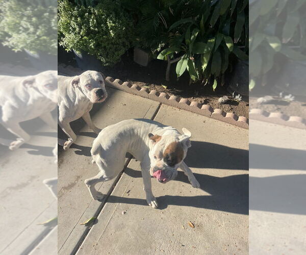 Medium Photo #2 Boxer Puppy For Sale in Dana Point, CA, USA
