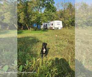 Cane Corso Puppy for sale in OSSEO, WI, USA