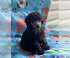 Poodle (Toy) Puppy for sale in ADAMSVILLE, TN, USA