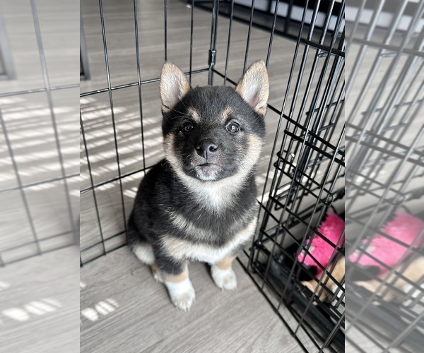 Medium Photo #6 Shiba Inu Puppy For Sale in DENVER, CO, USA