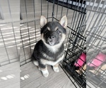 Small Photo #6 Shiba Inu Puppy For Sale in DENVER, CO, USA