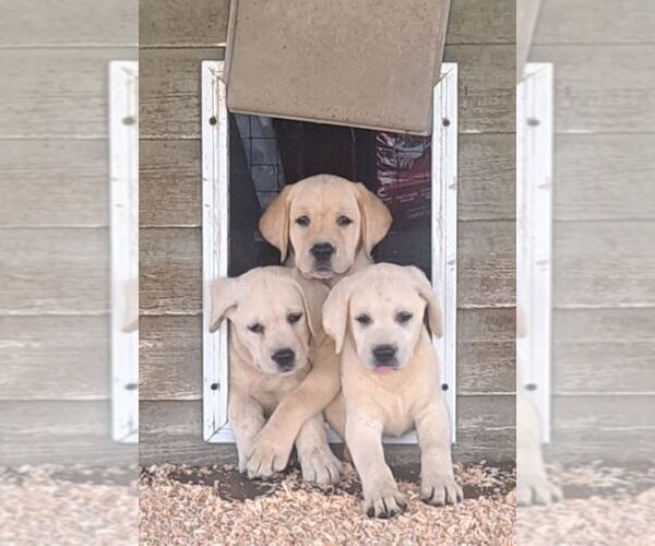 Medium Photo #1 Labrador Retriever Puppy For Sale in OLD TOWN, FL, USA