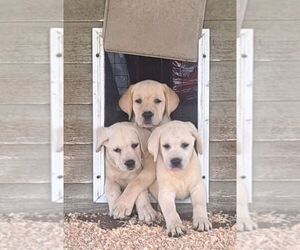 Labrador Retriever Puppy for sale in OLD TOWN, FL, USA