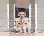 Small Labrador Retriever