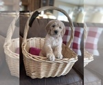Small Photo #3 Goldendoodle Puppy For Sale in LOGAN, UT, USA
