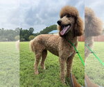 Small #6 Poodle (Standard)