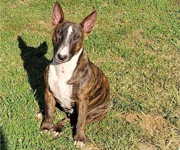 Medium Photo #1 Bull Terrier Puppy For Sale in HAGERSTOWN, MD, USA