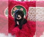 Small Photo #2 Goldendoodle-Miniature Bernedoodle Mix Puppy For Sale in LAKE CITY, FL, USA
