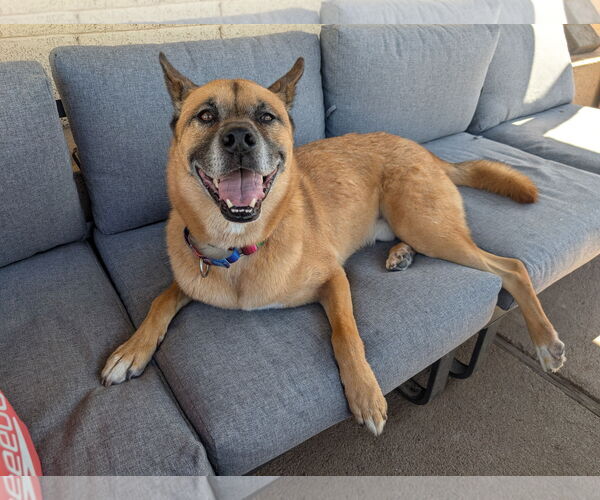 Medium Photo #2 German Shepherd Dog-Unknown Mix Puppy For Sale in Chandler, AZ, USA