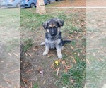 Small Photo #12 German Shepherd Dog Puppy For Sale in RIVERDALE, MD, USA