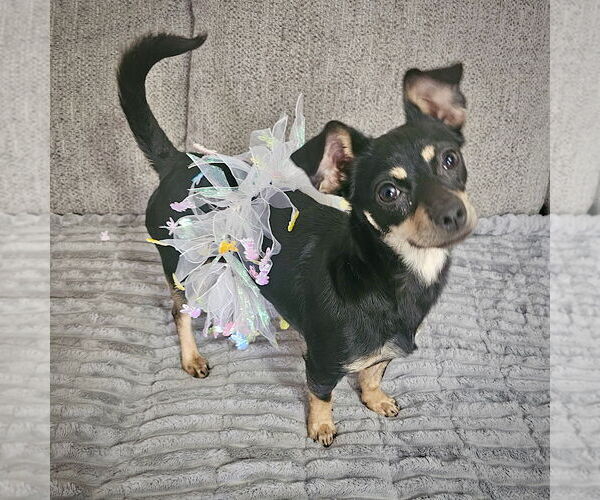 Medium Photo #1 Toy Rat Doxie Puppy For Sale in Atlanta, GA, USA