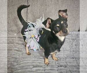 Toy Rat Doxie Dogs for adoption in Atlanta, GA, USA